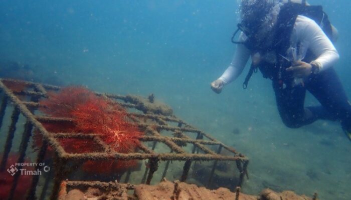 Lindungi Laut, PT Timah Tenggelamkan Ribuan Artificial Reef untuk Jaga Ekosistem