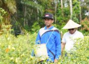Didukung PT Timah, Gapoktan Sinar Baru Sukses Kembangkan Budidaya Cabai untuk Sejahterakan Petani