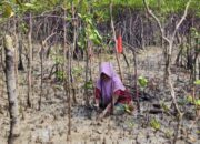 Jaga Ekosistem, PT Timah Tanam 12.000 Mangrove di Kundur
