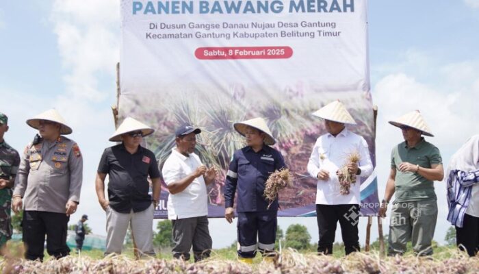 Panen Raya Bawang Merah, Pj Gubernur Babel Puji Komitmen PT Timah Dukung Ketahanan Pangan