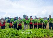 Lebih dari Sekadar Pangan, Farm Estate Tanjung Ular Buka Peluang Kerja