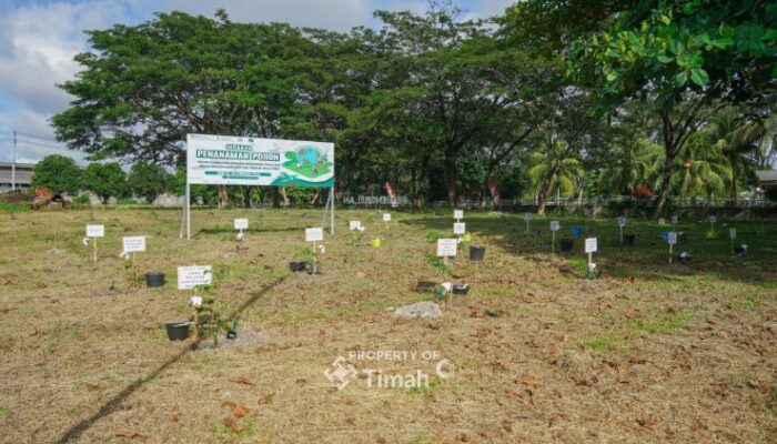 PT Timah, PLN, dan METI Bersinergi Hijaukan Bangka dengan 1.500 Pohon Angsana