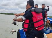 Lestarikan Kepiting Bakau, PT Timah Tebar 300 Bibit di Pantai Kundur
