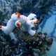 Warisan untuk Laut, PT Timah Konsisten Tenggelamkan Artificial Reef 