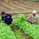 Inisiatif PT Timah Dalam Mendukung Sektor Pertanian, Mendukung Program Ketahanan Pangan