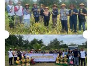 PT Timah Gandeng Petani Badau, Sulap Lahan Eks Tambang Jadi Kebun Nanas