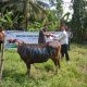 PT Timah Distribusikan Hewan Kurban ke Pulau dan Desa Terpencil, Berbagi Kebahagiaan dengan Masyarakat di Kabupaten Kepulauan Meranti 