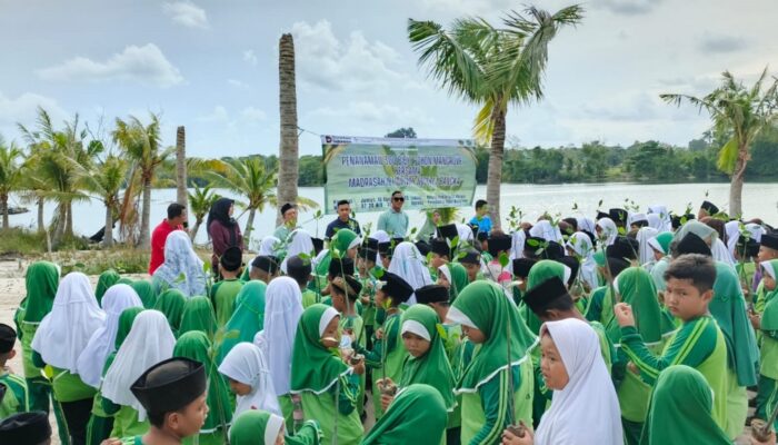 PT Timah Ajak Siswa MIN 1 Bangka Tanam 300 Mangrove di Kolong Buntu