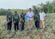 PT Timah Dorong Ekonomi Masyarakat Kundur Lewat Bantuan Bibit Nanas