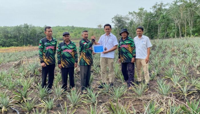 PT Timah Dorong Ekonomi Masyarakat Kundur Lewat Bantuan Bibit Nanas