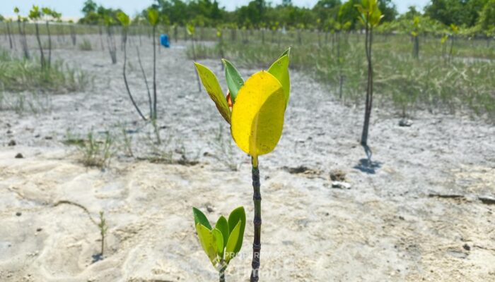 PT Timah Tanam 11 Ribu Mangrove di Tiga Wilayah Pesisir