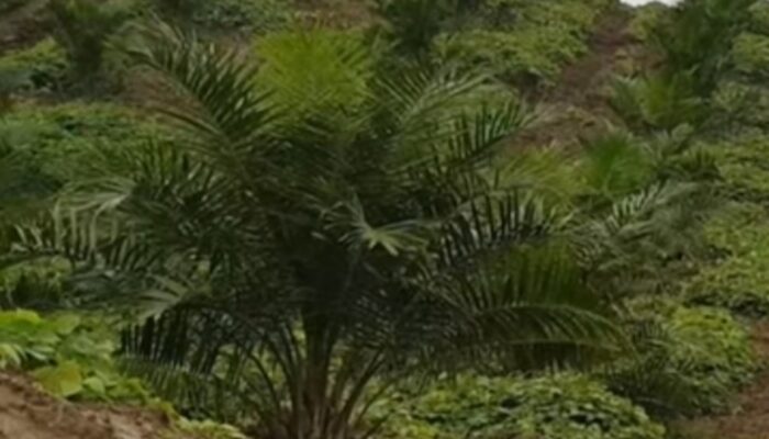 Anggota DPRD Babel Diduga Kuasai 40 Hektar Kebun Sawit di Hutan Lindung