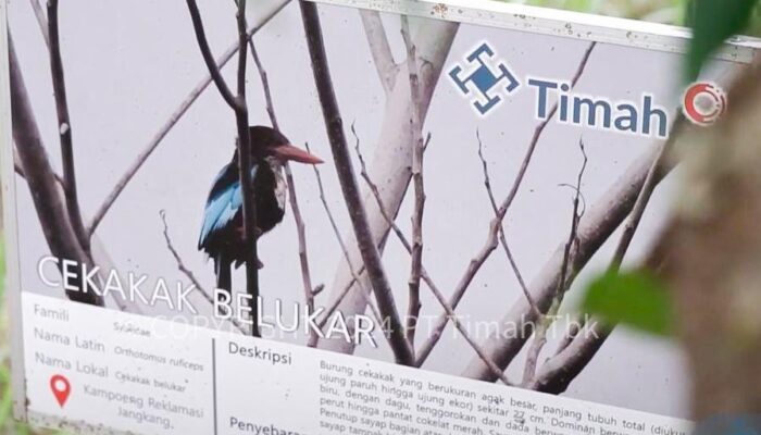 Bersama PPS Alobi, PT TIMAH Tbk Rawat dan Kembalikan Satwa ke Alam Bebas