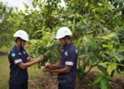 Sejak 2015, PT Timah Tbk Reklamasi Lahan dengan 1,4 Juta Pohon