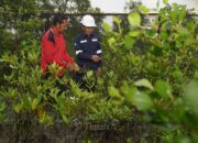 PT Timah Tanam 1.400 Pohon Produktif Sepanjang 2025, Ini Lokasinya