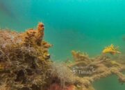 PT Timah Tenggelamkan 45 Coral Garden di Bangka, Dorong Pemulihan Laut dan Kesejahteraan Nelayan