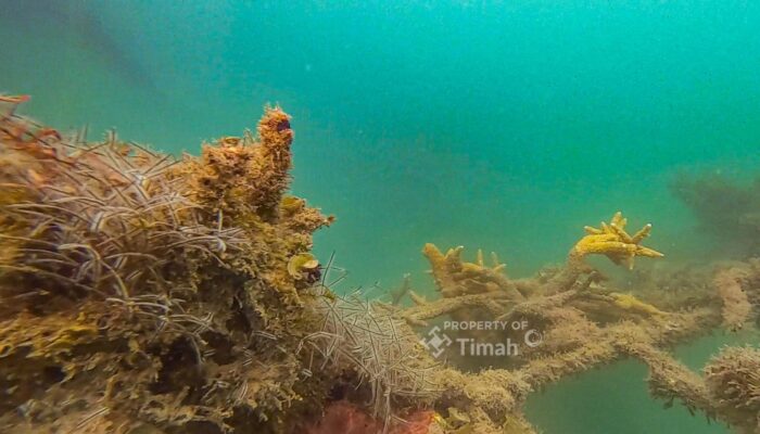 PT Timah Tenggelamkan 45 Coral Garden di Bangka, Dorong Pemulihan Laut dan Kesejahteraan Nelayan