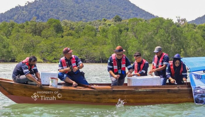 PT Timah Konsisten Jaga Pesisir, 1.400 Kepiting Bakau Ditebar Sepanjang 2025