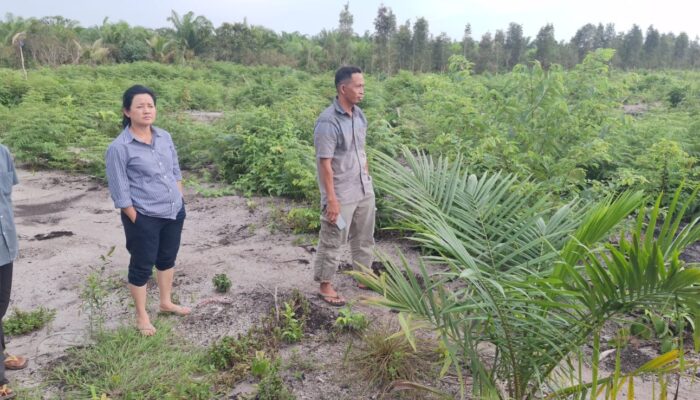 Sawah LP2B Limus Diduga Disulap Jadi Sawit, DPRD Babel Desak APH Bongkar Mafia Tanah