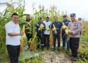 Sulap Lahan Bekas Tambang, PT Timah dan Petani Badau Panen 1,5 Ton Jagung