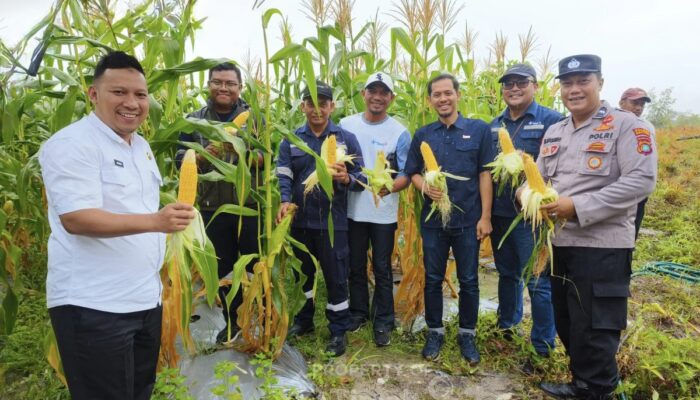 Sulap Lahan Bekas Tambang, PT Timah dan Petani Badau Panen 1,5 Ton Jagung
