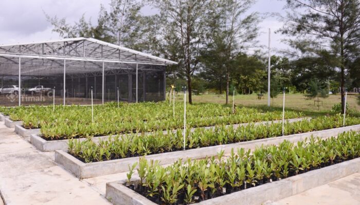 PT Timah Reklamasi 354 Hektar Lahan Bekas Tambang, Tahun 2026 Target 411 Hektar