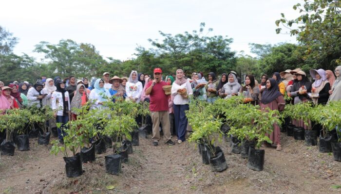 Warga Akui Terbantu Program Nanem Cabe Gubernur Babel, Panen Langsung 50 Kg