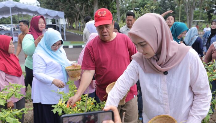 Program GENCAR Babel Mulai Panen, Gubernur Hidayat Arsani Bagikan Cabai ke Masyarakat