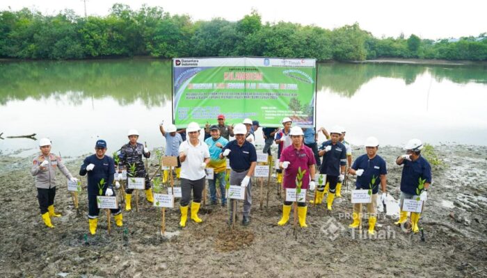 PT Timah Tanam 560 Bibit di Kolong Akhlak Air Kantung, Dorong Revitalisasi Lingkungan Pesisir