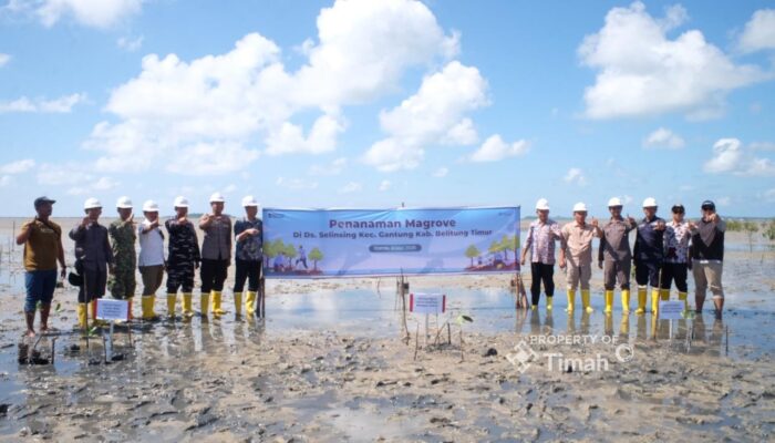 PT TIMAH Tanam 5.000 Mangrove di Pantai Mudong Belitung Timur