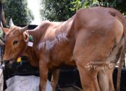 PT Timah Salurkan 268 Hewan Kurban untuk Masyarakat di Babel, Riau hingga Kepri