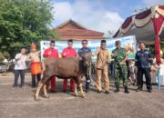 Bupati Markus Apresiasi PT Timah, 39 Sapi Kurban Disalurkan untuk Warga Bangka Barat