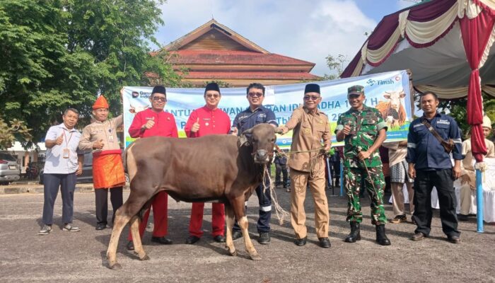 Bupati Markus Apresiasi PT Timah, 39 Sapi Kurban Disalurkan untuk Warga Bangka Barat