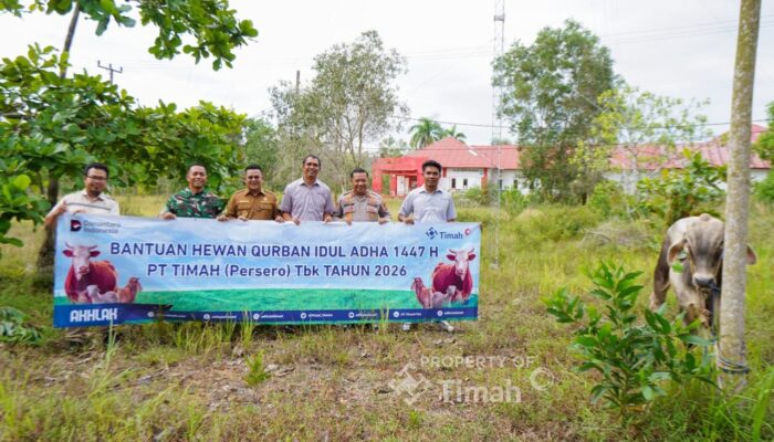 PT Timah Salurkan Puluhan Hewan Kurban di Bangka Selatan
