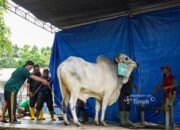 Idul Adha, PT Timah Bagikan Daging Kurban ke Masyarakat Pangkalpinang