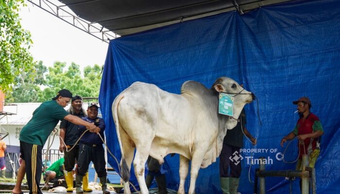 Idul Adha, PT Timah Bagikan Daging Kurban ke Masyarakat Pangkalpinang