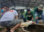 Karyawan PT Timah Salurkan Daging Kurban untuk Masyarakat di Bangka Barat