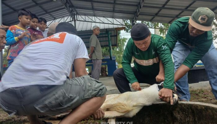 Karyawan PT Timah Salurkan Daging Kurban untuk Masyarakat di Bangka Barat