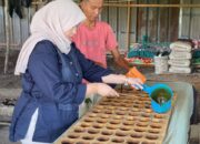 Dinda Rembulan Ikut Cetak Gula Kelapa di Bedukang, Siap Kawal Jadi Produk Andalan Babel