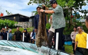 Panen Perdana Udang Vaname di Guntung, Bangka Tengah Raup 350 Kg, Disuplai untuk MBG