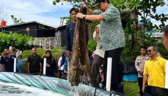 Panen Perdana Udang Vaname di Guntung, Bangka Tengah Raup 350 Kg, Disuplai untuk MBG