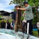Panen Perdana Udang Vaname di Guntung, Bangka Tengah Raup 350 Kg, Disuplai untuk MBG