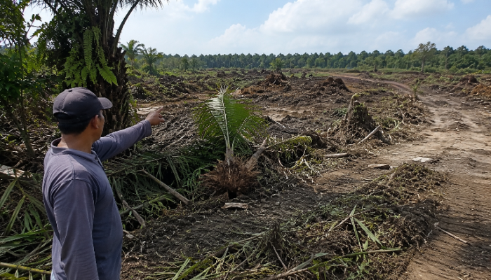 Kades Pemali Benarkan Dugaan Perusakan Kebun Warga oleh CV TMR, Hasil Mediasi Sepakat Ganti Tanam Tumbuh