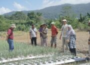 Bupati Bangka Tengah Tinjau Kebun Bawang Merah di Lubuk Pabrik, Dukung Pengembangan Hortikultura