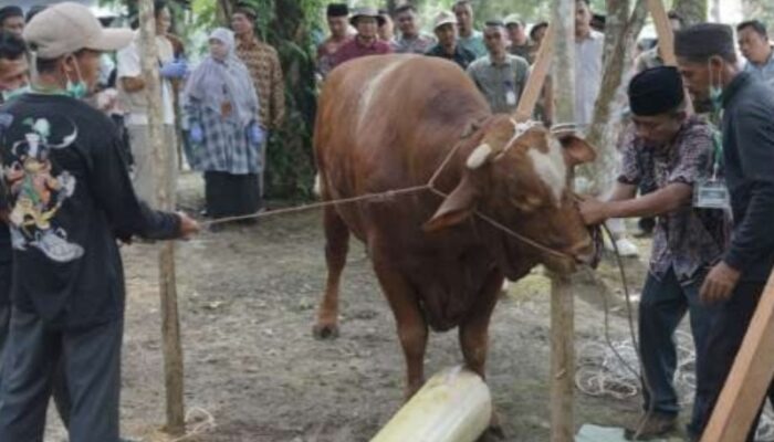 Bantuan Sapi Kurban Presiden RI Diserahkan ke Warga Lubuk Besar