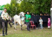 PT Timah Salurkan Ratusan Hewan Kurban di Iduladha 2026, Kepala Daerah Apresiasi Konsistensi Berbagi