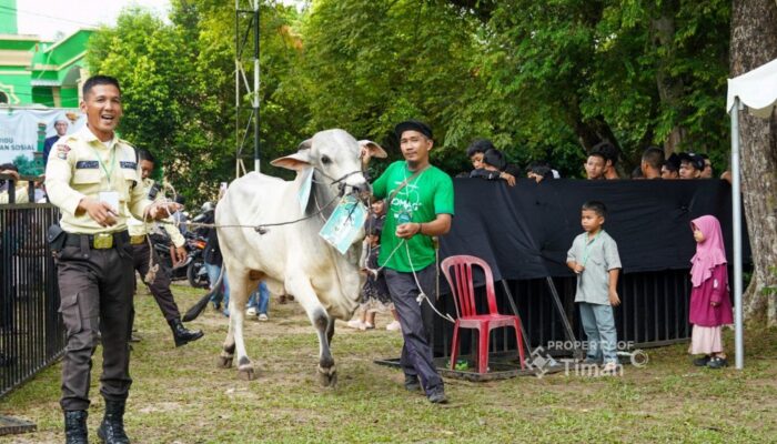 PT Timah Salurkan Ratusan Hewan Kurban di Iduladha 2026, Kepala Daerah Apresiasi Konsistensi Berbagi