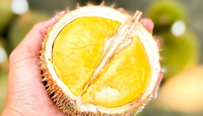Pemprov Babel Gelar Kontes Durian Lokal 2026, Pendaftaran Gratis Dibuka hingga 7 Juli