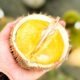 Pemprov Babel Gelar Kontes Durian Lokal 2026, Pendaftaran Gratis Dibuka hingga 7 Juli