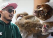 Karhutla Ancam Habitat Satwa, PT Timah dan Alobi Perkuat Penyelamatan